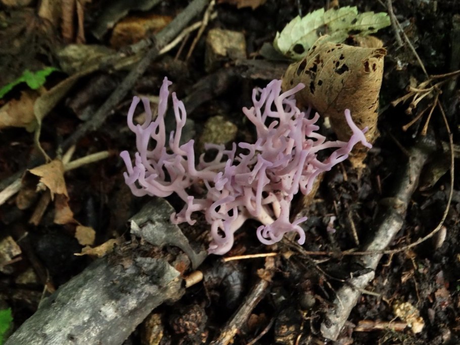 Рогатик оленьи рожки гриб