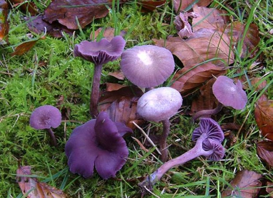 Лаковица Аметистовая / Amethyst Deceiver