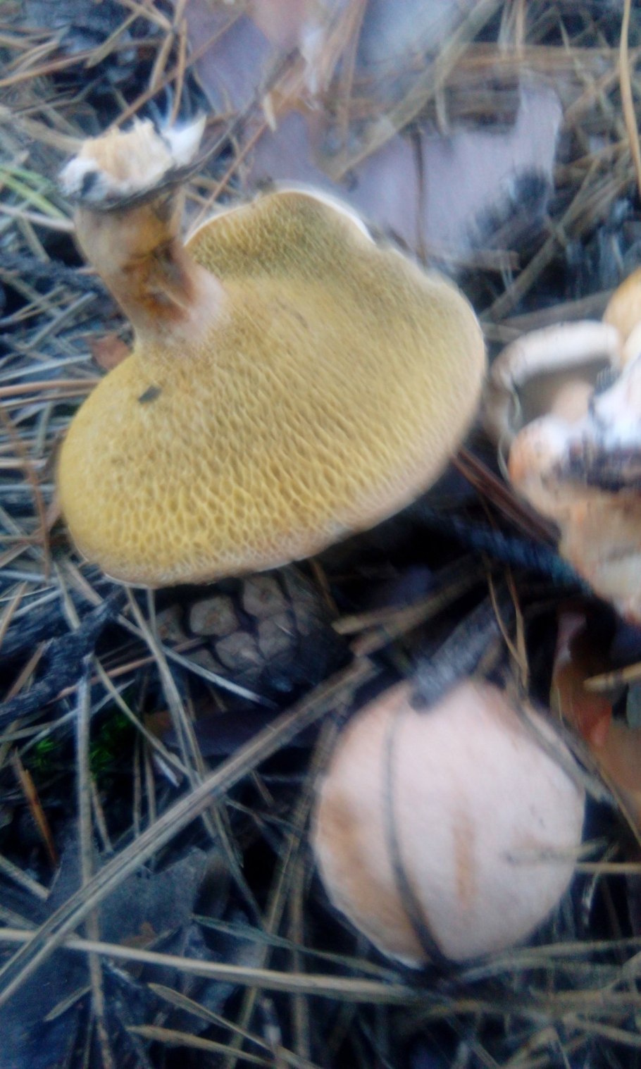 Моховик и Козляк