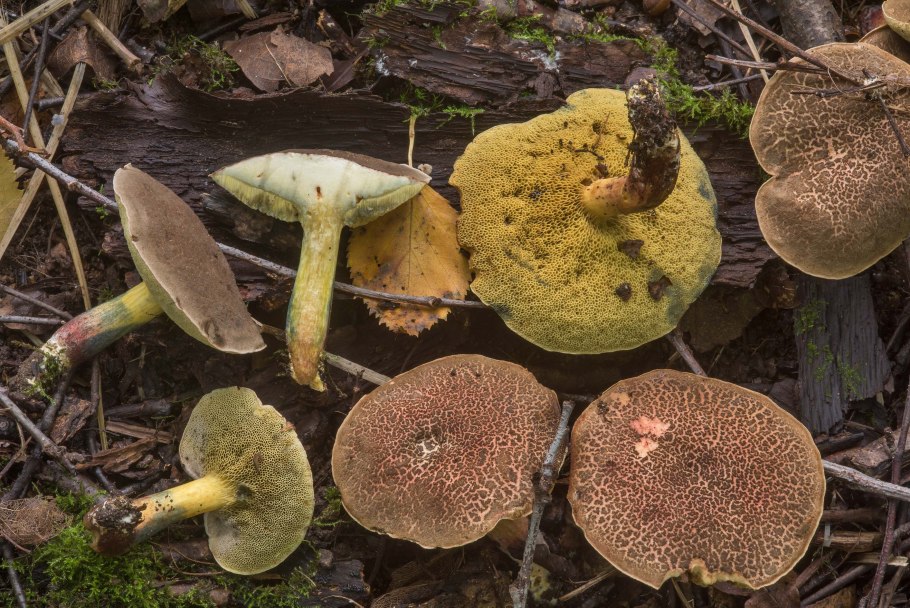 Xerocomellus chrysenteron