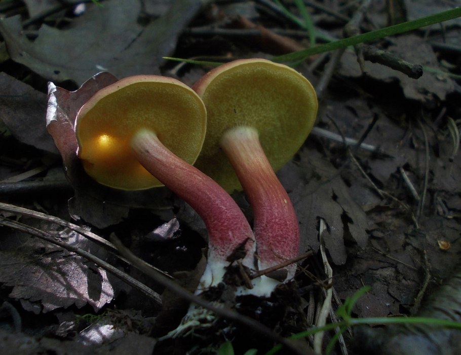 Моховик красный (Boletus rubellus)