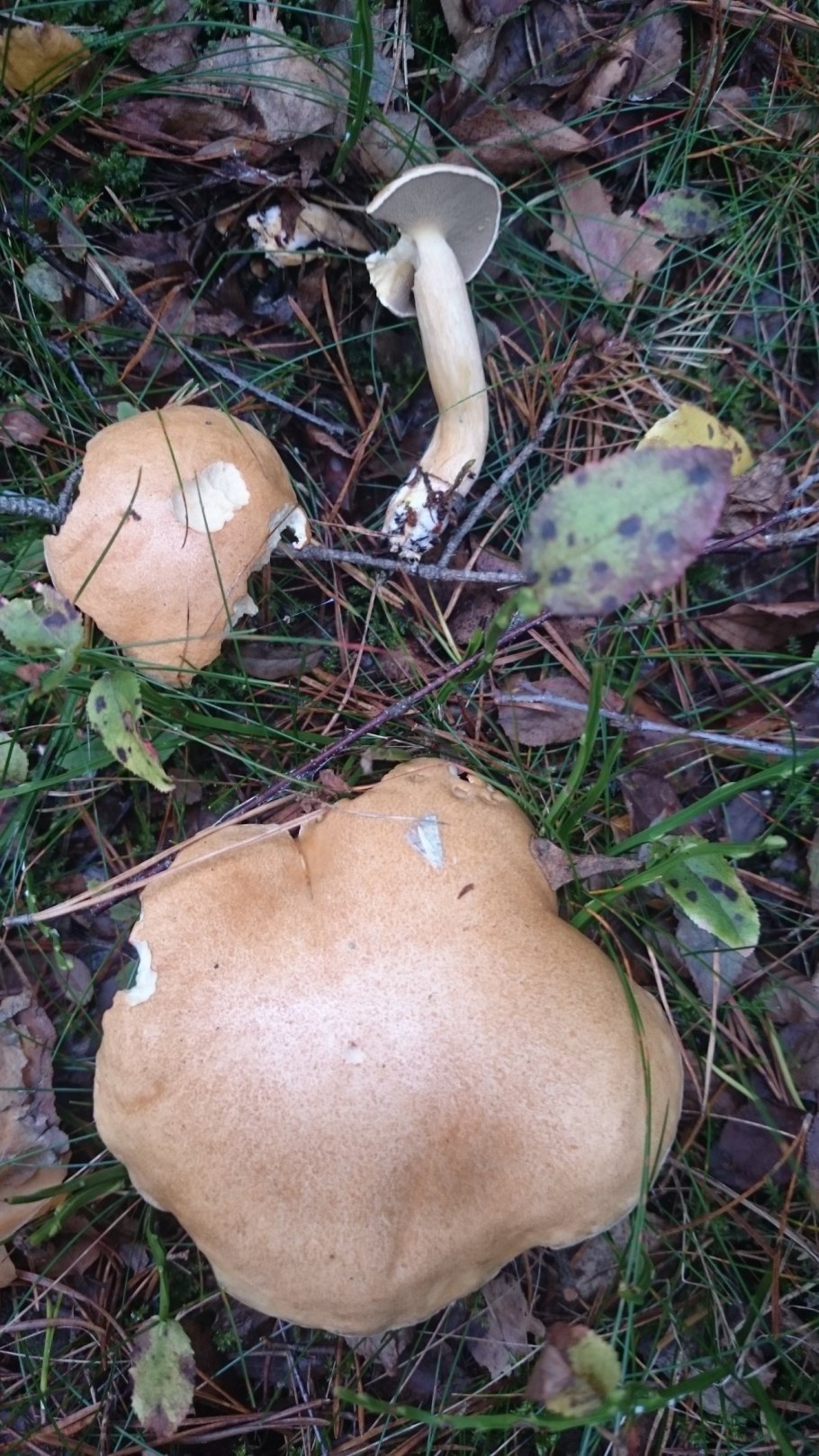 Козляк гриб срез