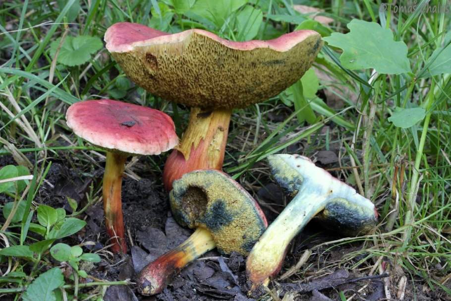 Моховик Прибрежный Xerocomellus ripariellus