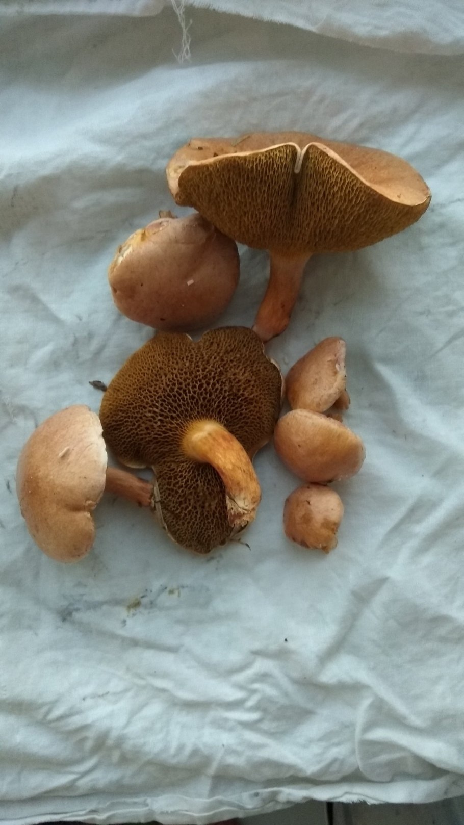 Козляк группа грибов