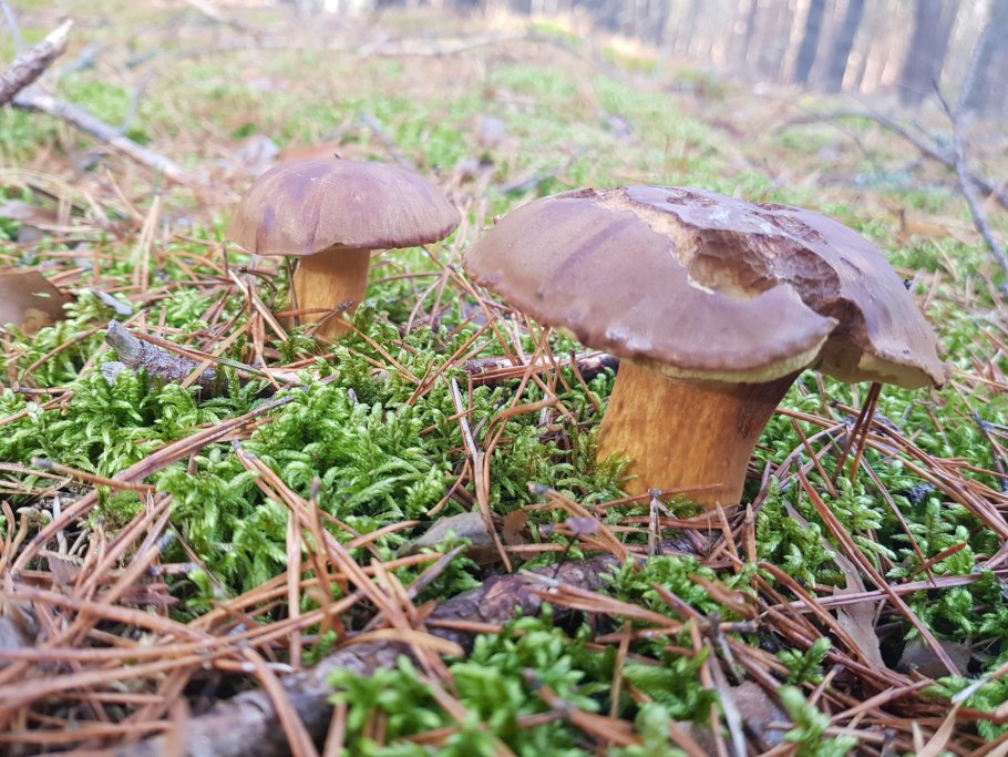 Ложный Боровик горчун