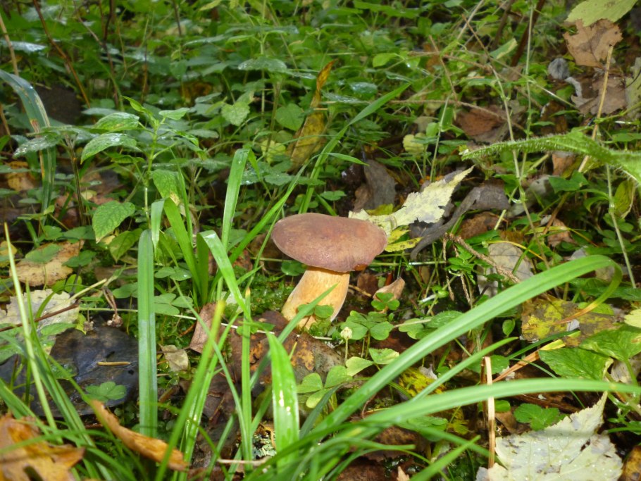 Грибы в Подмосковье подзаячник