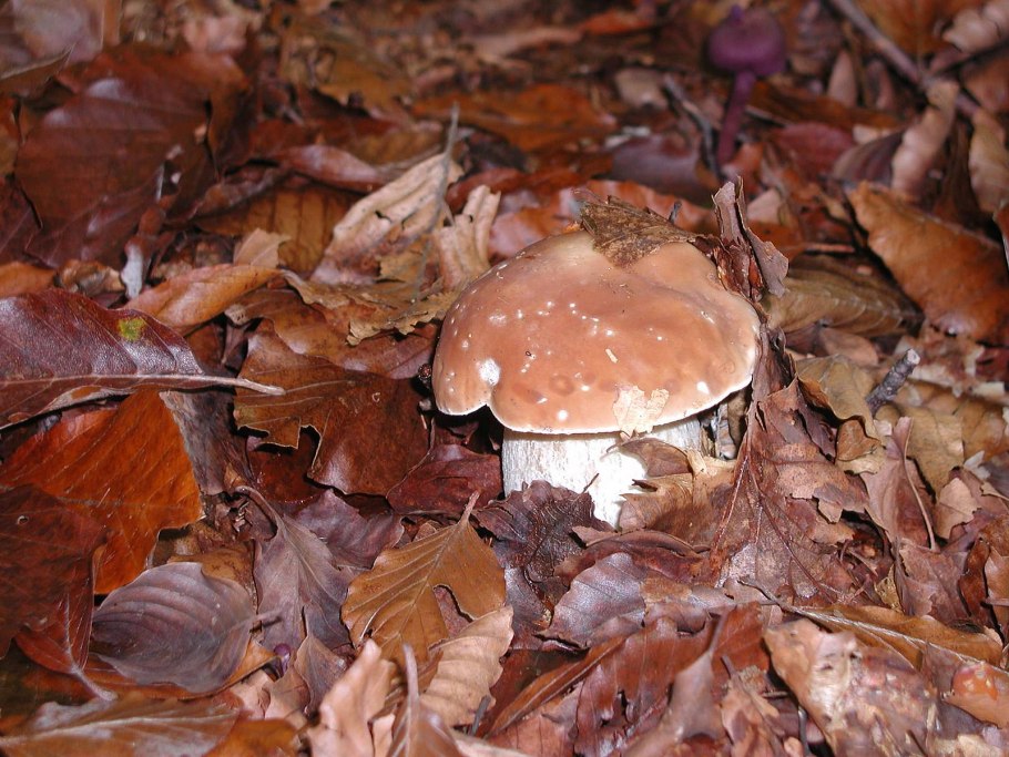 Боровик сухой грибы фото