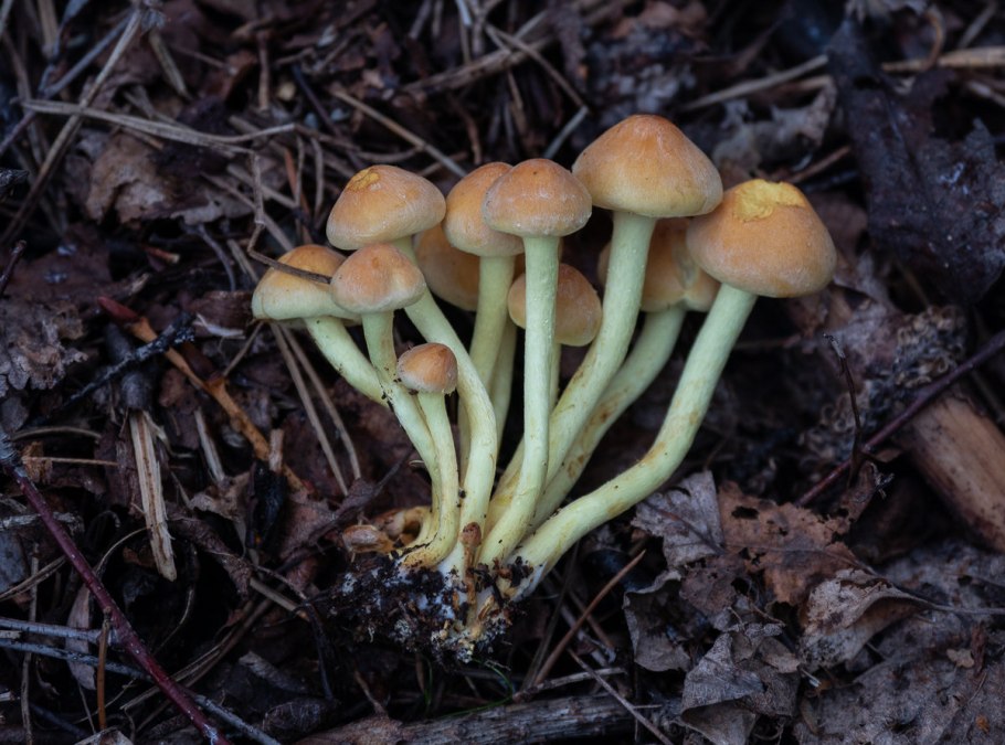 Опенок горчичный Armillaria sinapina