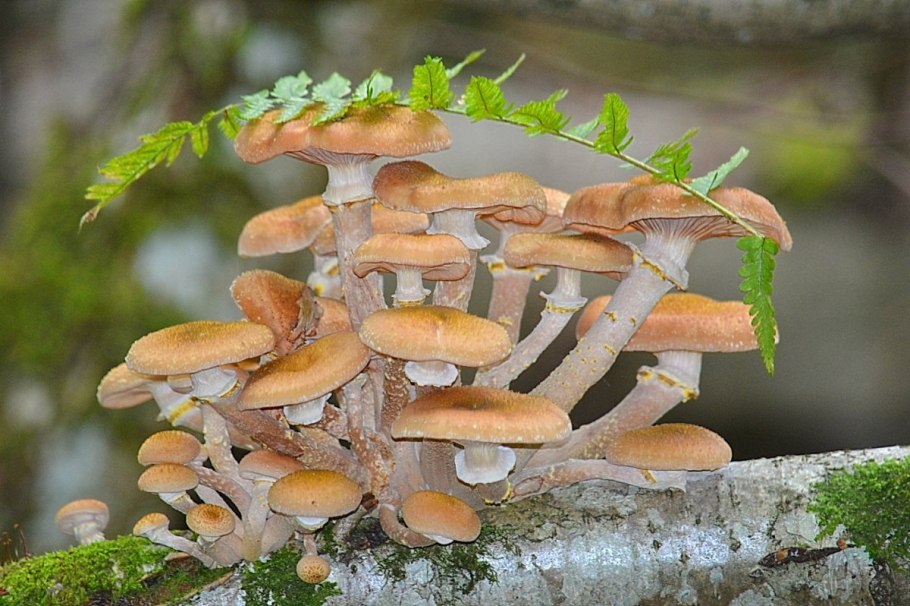Опёнок осенний (Armillaria mellea)