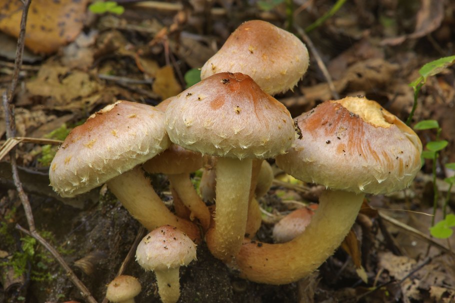 Гриб ложноопёнок кирпично красный