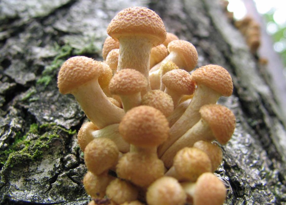 Armillaria mellea
