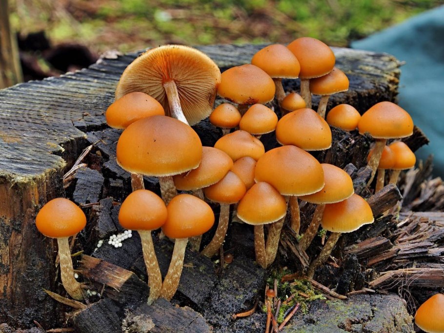 Опенок осенний Луговой