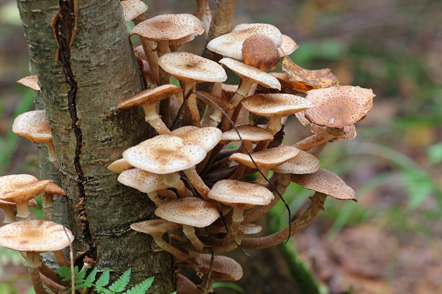 Armillaria mellea