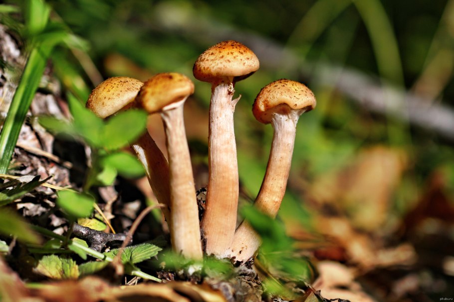 Опенок осенний и Галерина