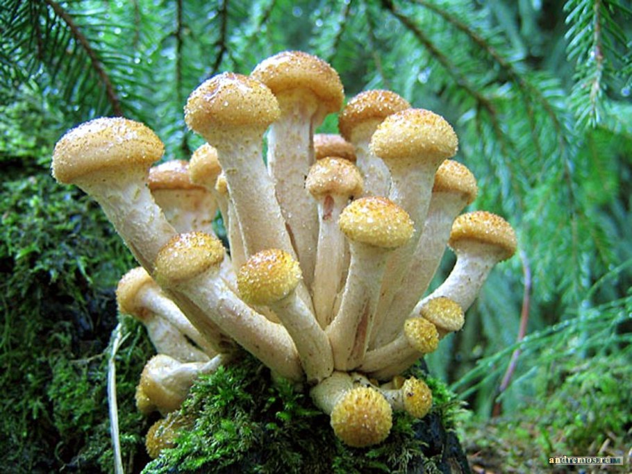 Осенние опята ложные