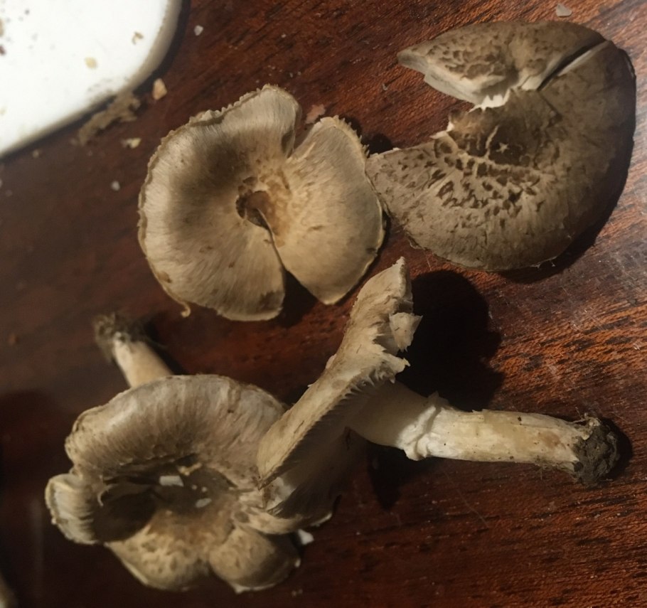 Lepista luscina гриб