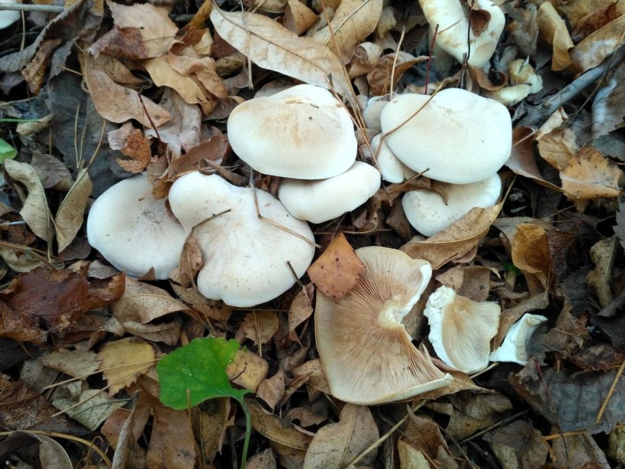Tricholoma sejunctum