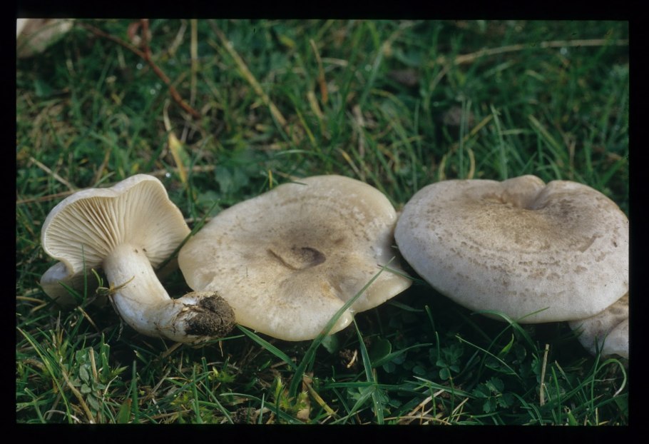 Рядовка штриховатая