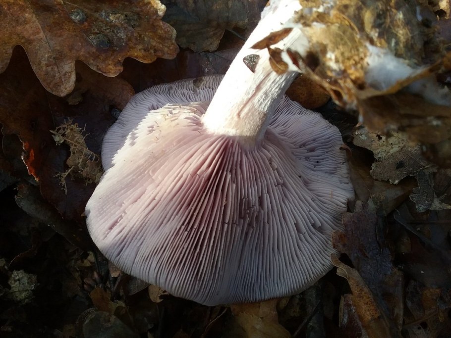 Рядовка скученная Lyophyllum decastes съедобная