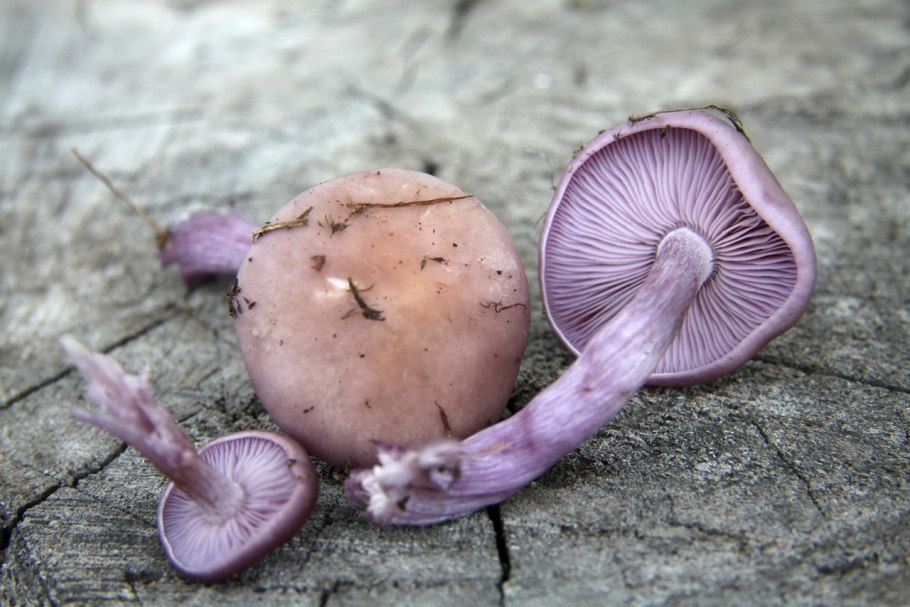 Рядовка сорная Lepista sordida