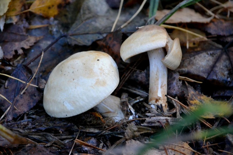 Рядовка лиловоножковая (синеножка) Lepista Saeva.