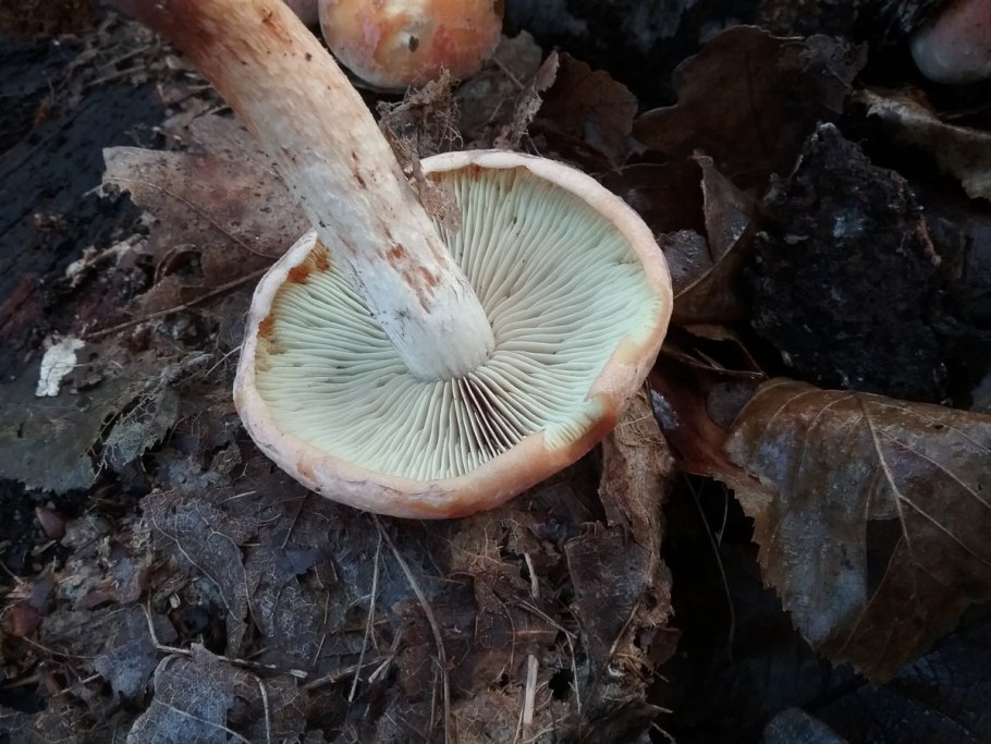 Рыжики рядовки