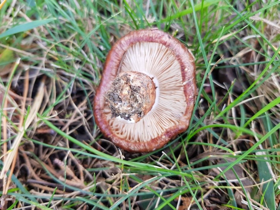 Рядовка надломленная tricholoma batschii