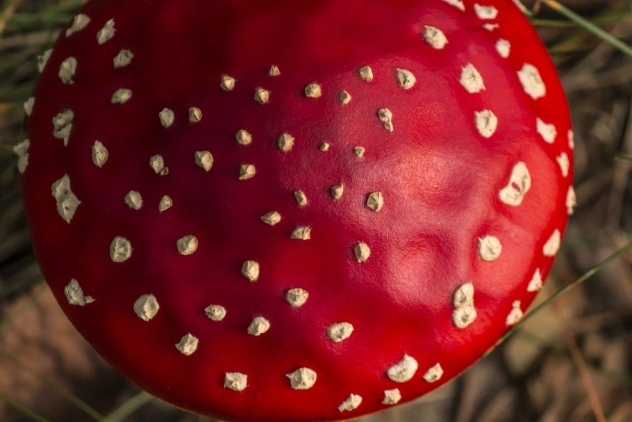Мухомор красный (Amanita muscaria)