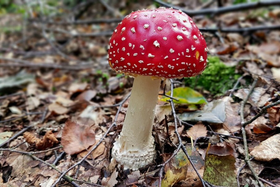 Мухомор оранжево красный
