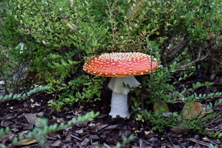 Fungi Thera мухомор красный