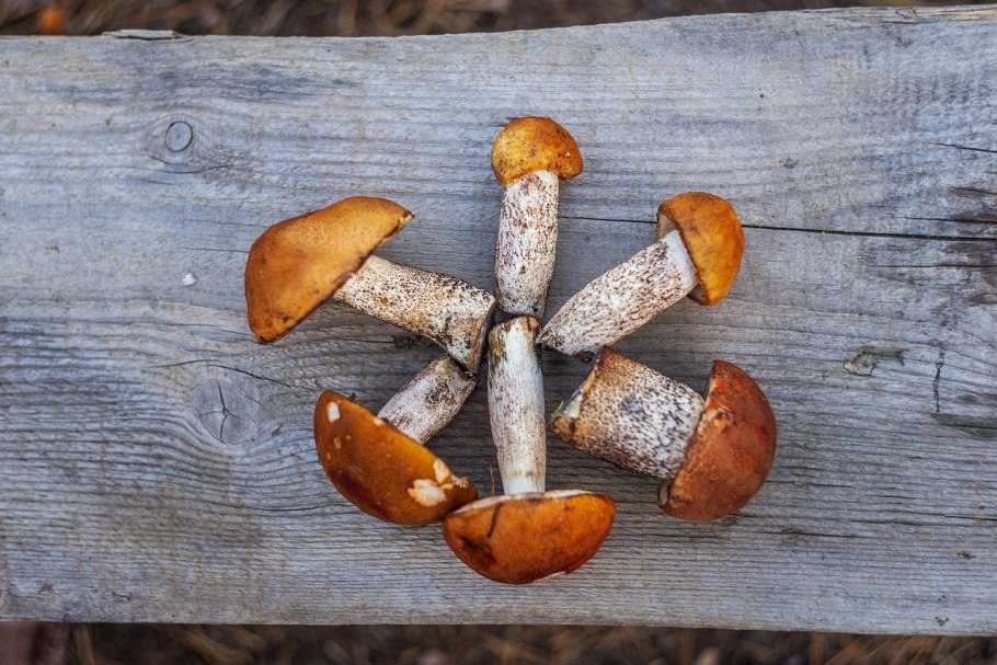 Вид Fomitopsis pinicola (SW. Ex. Fr.) Karst. Трутовик окаймленный
