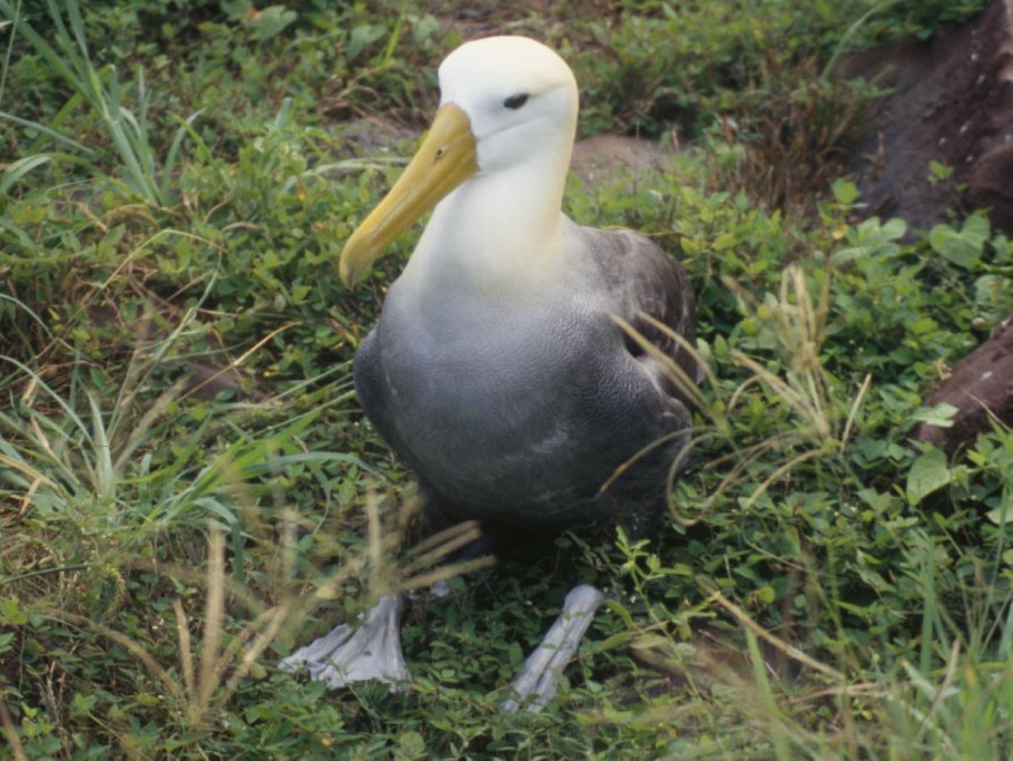Альбатрос и черепаха