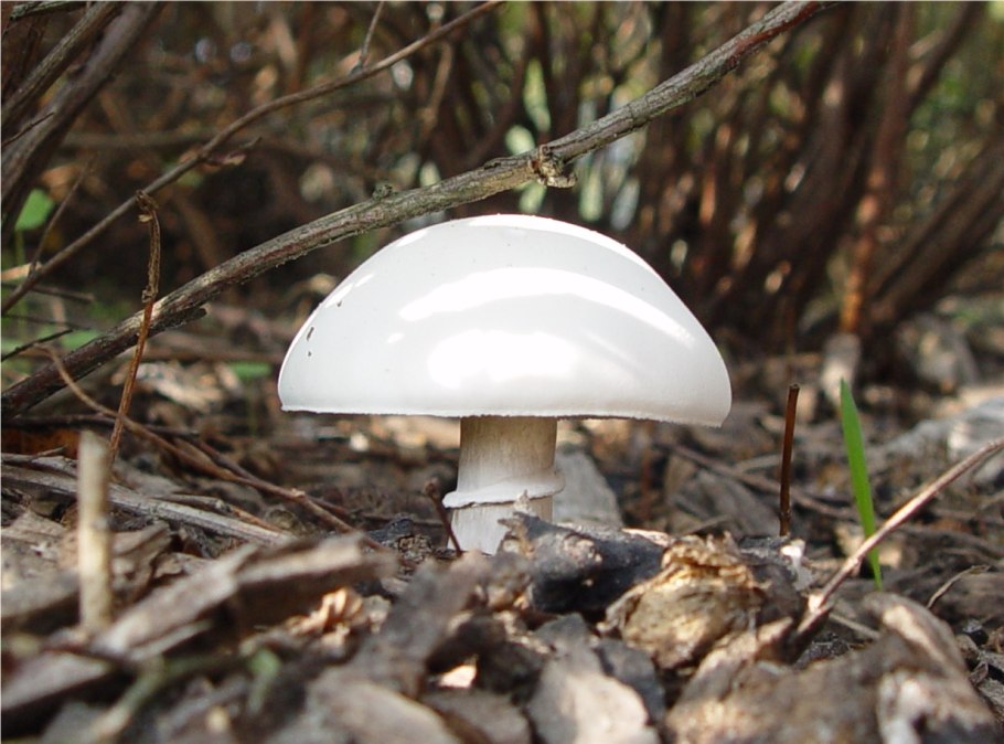 Полукруглый гриб