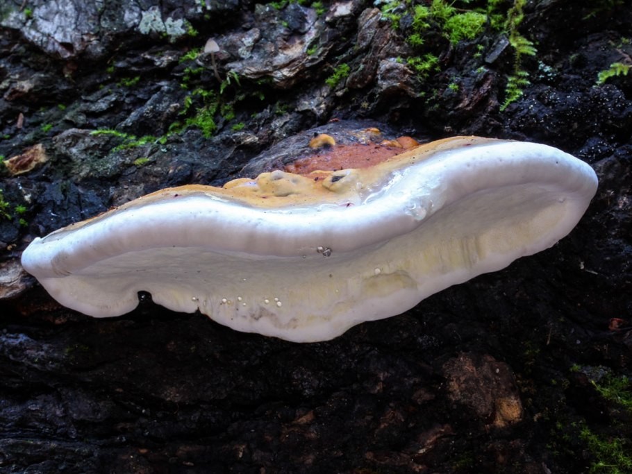 Гриб зонтик белый Макролепиота