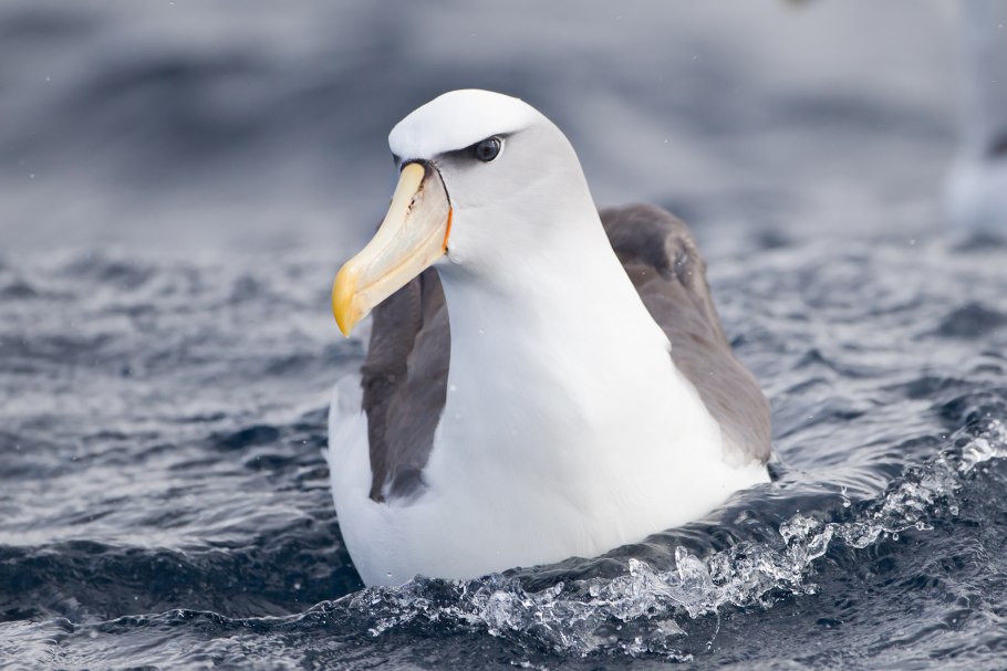 32. Белоспинный Альбатрос (Phoebastria albatrus)