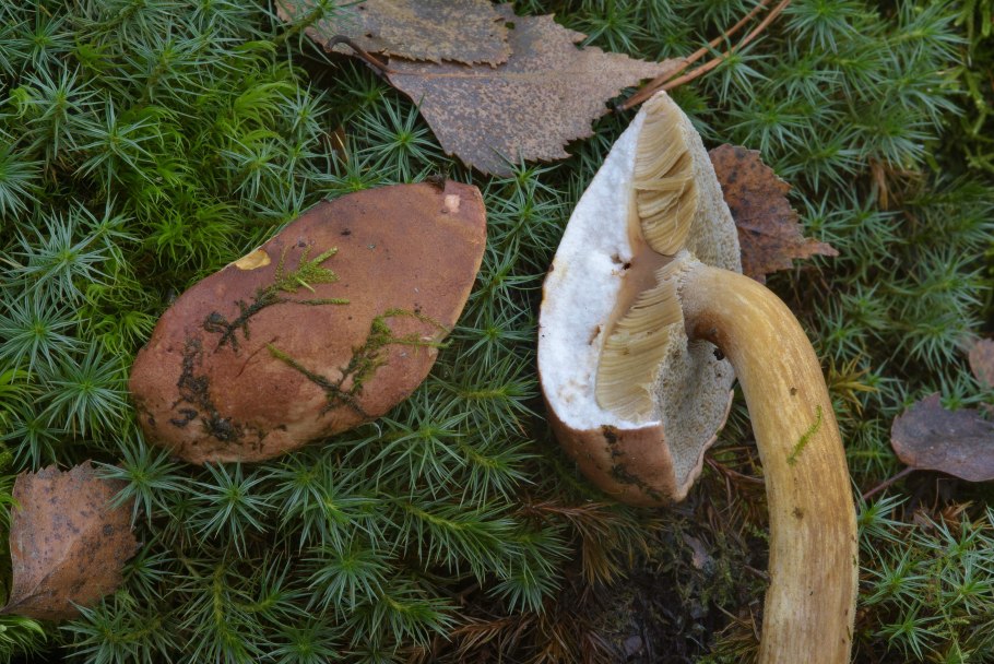 Мухомор белый Крымский