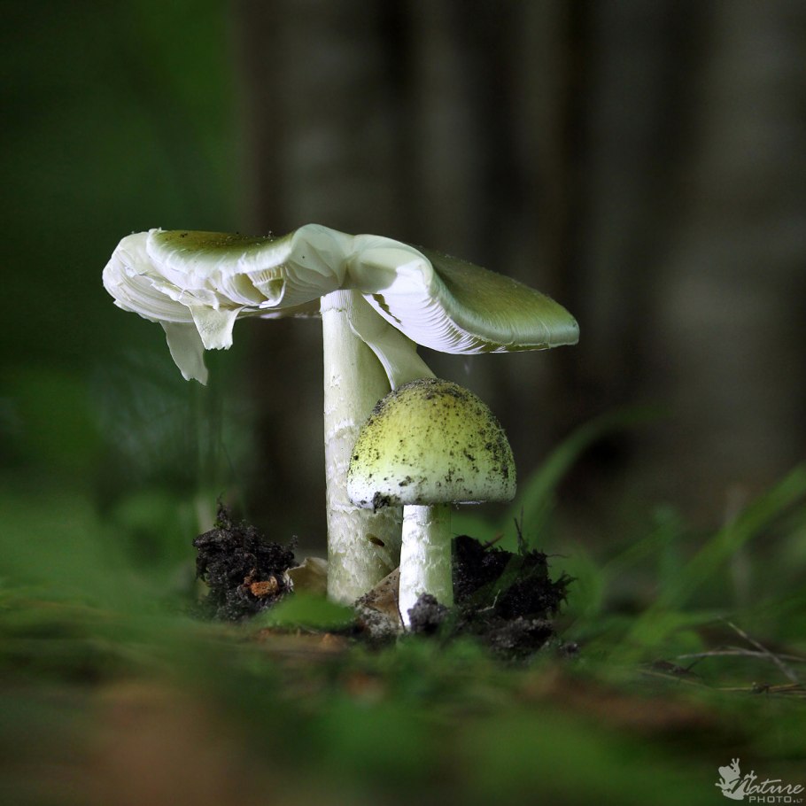 Бледная поганка гриб