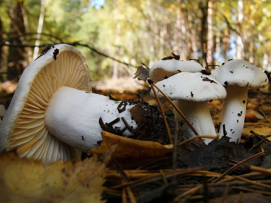 Весенние грибы Подмосковья несъедобные