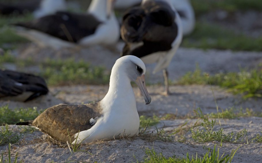 Альбатрос Египет птица