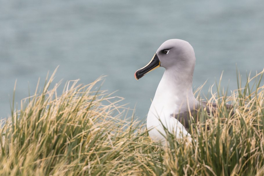 Олененок осенний гриб
