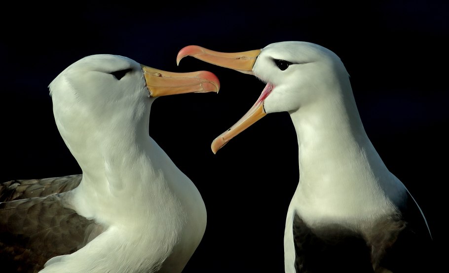 Съедобные грибы шампиньоны