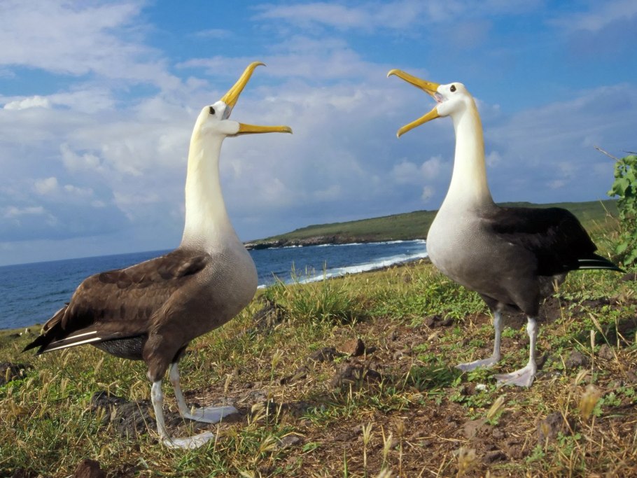 Shy Albatross