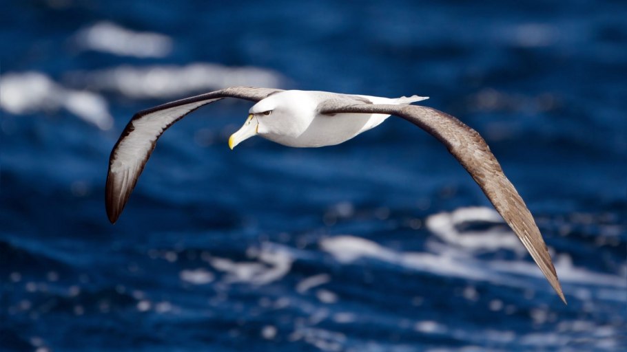 National Geographic Wisdom Albatros