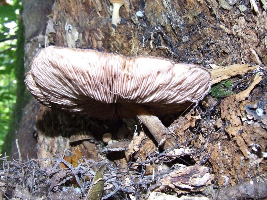 Мухомор в разрезе