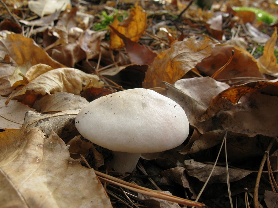 Ивишень подвишенник