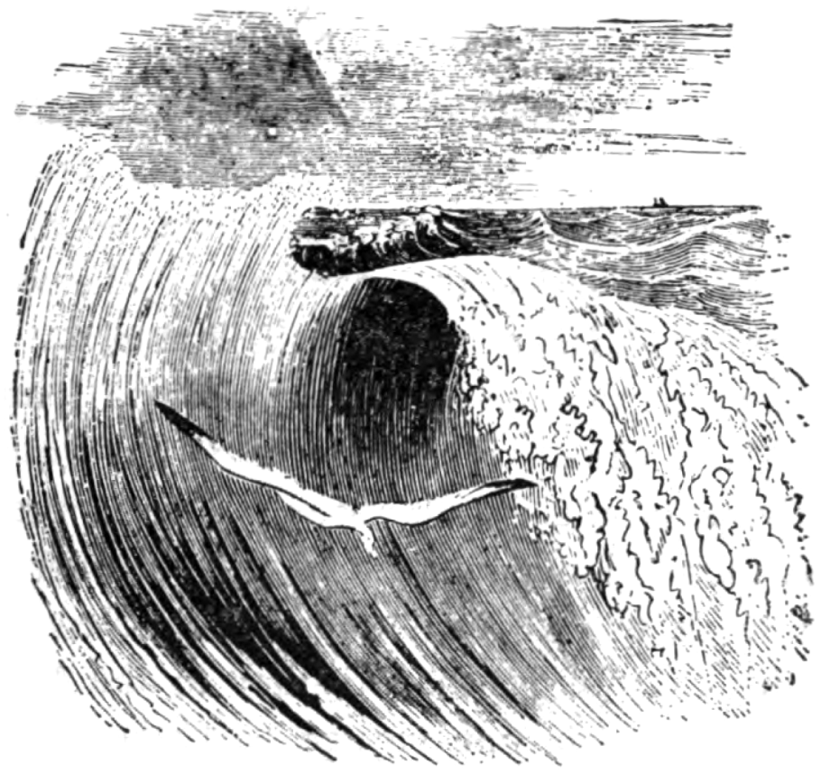 Чернобровый Альбатрос