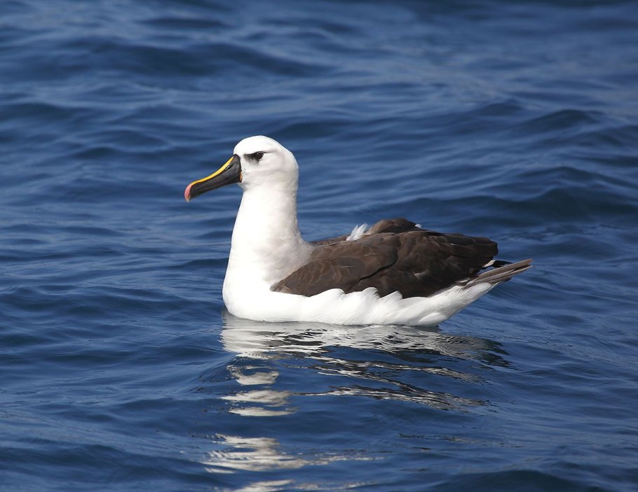 Atlantic yellow nosed albatross