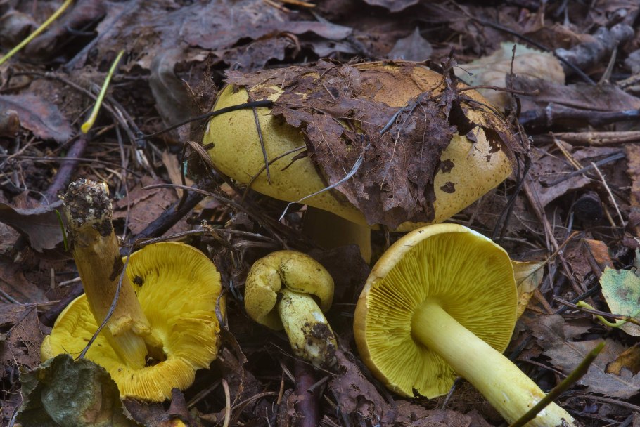 Рядовка зеленушка