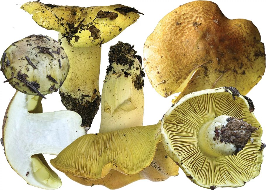 Зеленушка гриб песчаный