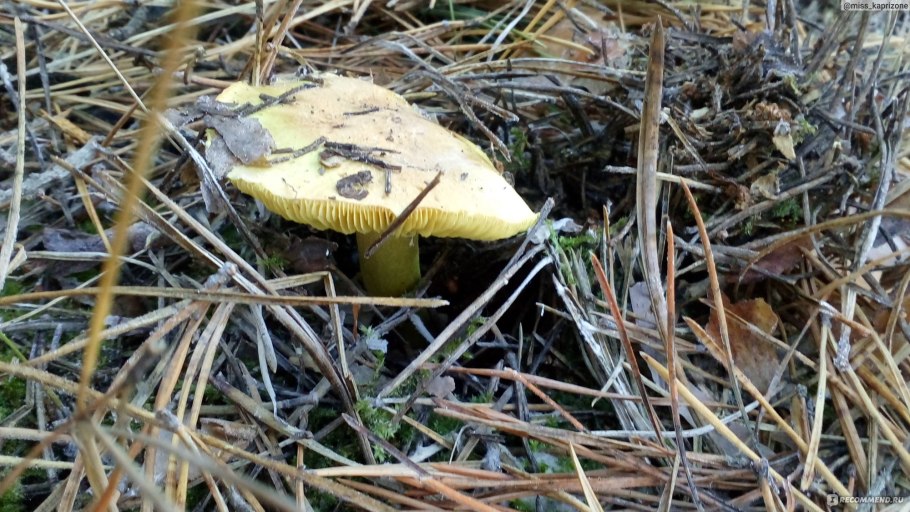 Рядовка Осиновая Tricholoma frondosae